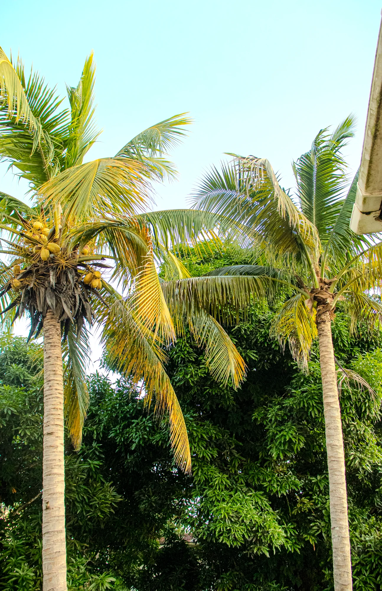 Tropical palm trees in garden